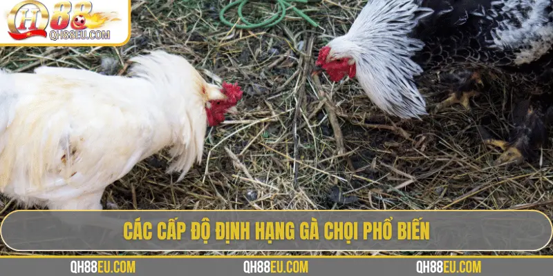 Định Hạng Gà Chọi – Bí Quyết Nhận Biết Đẳng Cấp Chiến Kê Cùng QH88 4 Các cấp độ định hạng gà chọi phổ biến