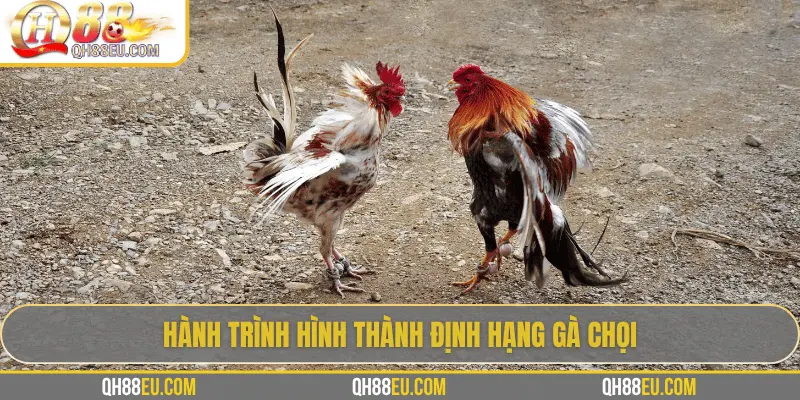 Định Hạng Gà Chọi – Bí Quyết Nhận Biết Đẳng Cấp Chiến Kê Cùng QH88 2 Hành trình hình thành định hạng gà chọi