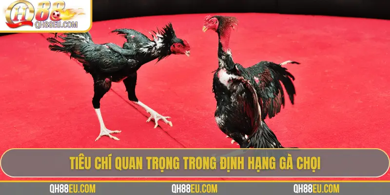 Định Hạng Gà Chọi – Bí Quyết Nhận Biết Đẳng Cấp Chiến Kê Cùng QH88 3 Tiêu chí quan trọng trong định hạng gà chọi