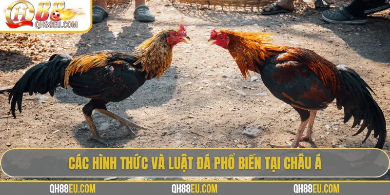 QH88 Chia Sẻ Luật Đá Gà Chuẩn Nhất Cho Người Chơi 4 Các hình thức và luật đá phổ biến tại châu Á
