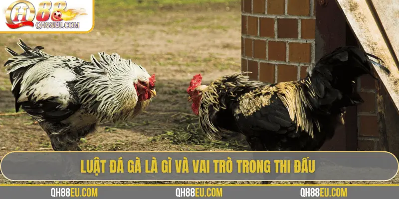 QH88 Chia Sẻ Luật Đá Gà Chuẩn Nhất Cho Người Chơi 2 Luật đá gà là gì và vai trò trong thi đấu