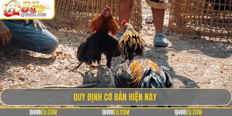 QH88 Chia Sẻ Luật Đá Gà Chuẩn Nhất Cho Người Chơi 3 Quy định cơ bản hiện nay