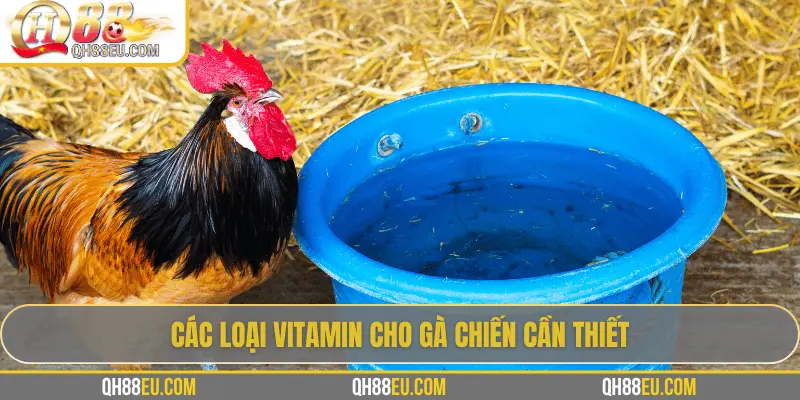 QH88 EU Chia Sẻ Bí Quyết Bổ Sung Vitamin Cho Gà Giúp Chiến Kê Sung Mãn 2 Các loại vitamin cho gà chiến cần thiết
