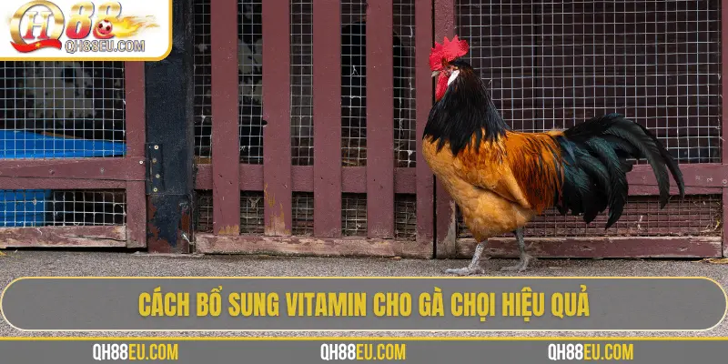 QH88 EU Chia Sẻ Bí Quyết Bổ Sung Vitamin Cho Gà Giúp Chiến Kê Sung Mãn 3 Cách bổ sung vitamin cho gà chọi hiệu quả