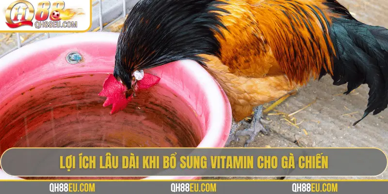 QH88 EU Chia Sẻ Bí Quyết Bổ Sung Vitamin Cho Gà Giúp Chiến Kê Sung Mãn 4 Lợi ích lâu dài khi bổ sung vitamin cho gà chiến