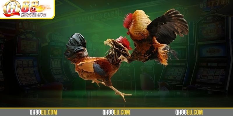 Đá Gà Thomo – Xem Trực Tiếp Trường Gà Campuchia Cùng Doris Phương 3 Những dòng kê thường tham gia đá gà Thomo