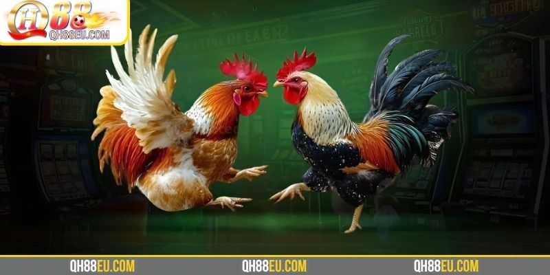 Đá Gà Thomo – Xem Trực Tiếp Trường Gà Campuchia Cùng Doris Phương 4 Những mẹo chơi hiệu quả theo tác giả Doris Phương